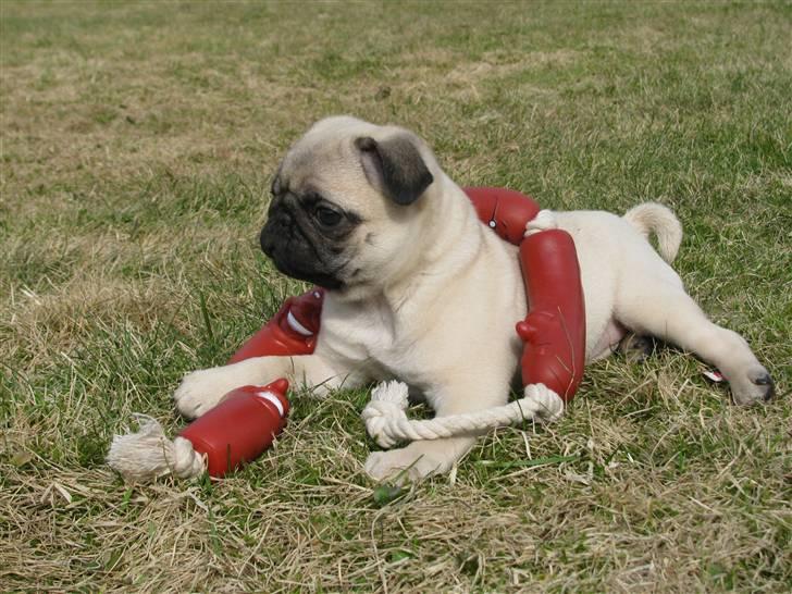 Mops Uffe - En hund efter pølser! billede 3