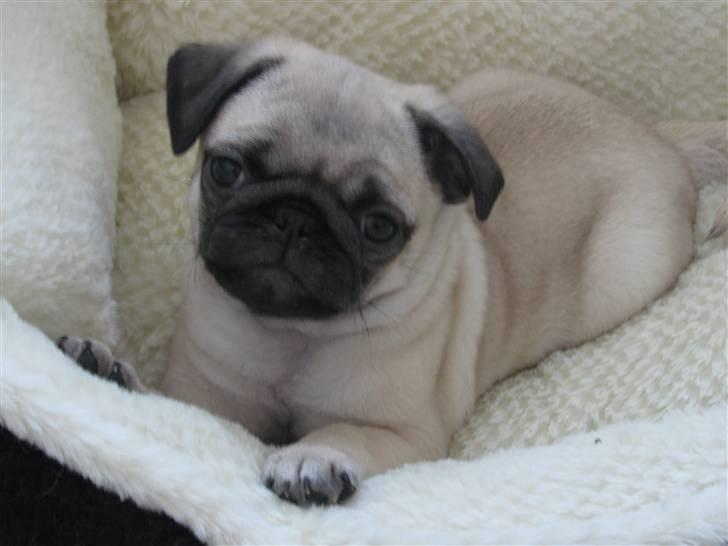 Mops Uffe - Uffe 8 uger gammel billede 4