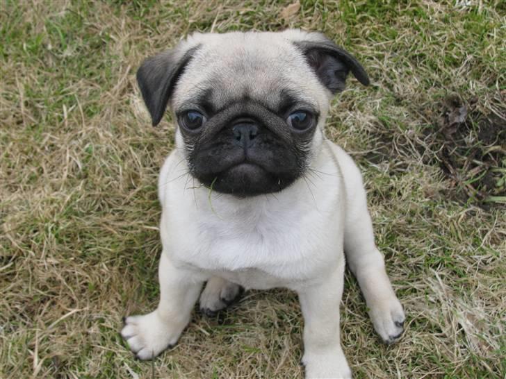 Mops Uffe - Uffe hvor han stadig har et stritøre billede 5