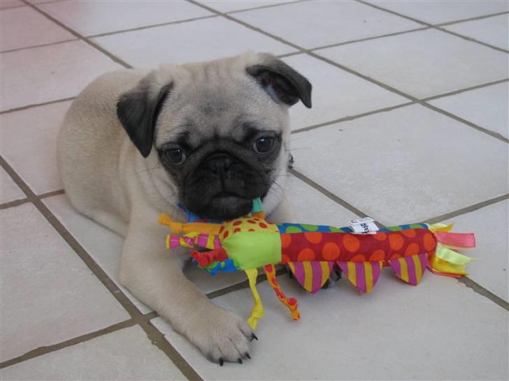 Mops Uffe - Total yndlings legetøj billede 6