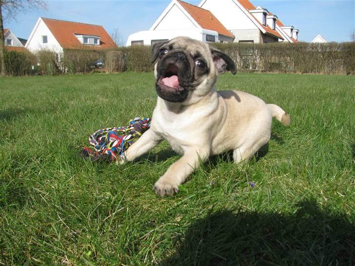 Mops Uffe - Hallooo!! billede 7