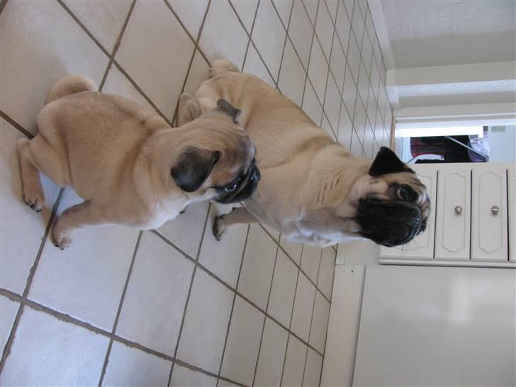 Mops Uffe - Anton og Uffe - Hvis vi sidder længe nok falder der nok en godbid af til os. billede 8