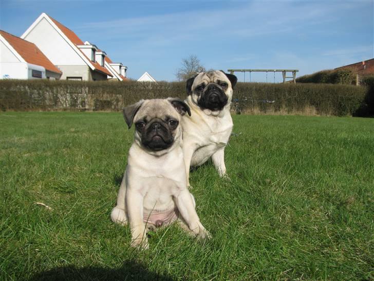 Mops Uffe - Far og søn (Anton og Uffe) billede 9