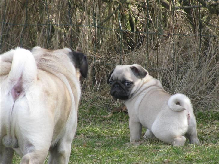 Mops Uffe - Dyygtiig.... billede 10