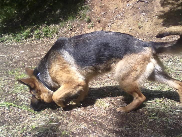 Schæferhund Ashja - På sporet af noget spændende??? billede 18