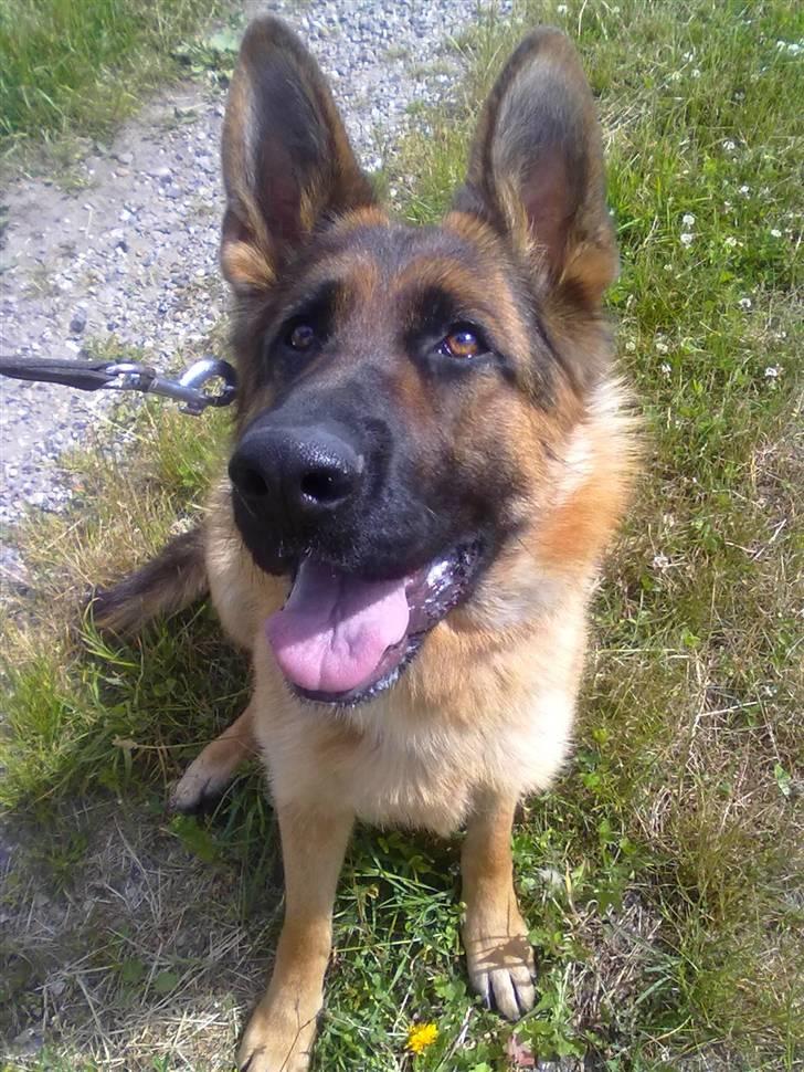 Schæferhund Ashja - En dejlig gåtur i sommertiden :-). billede 19