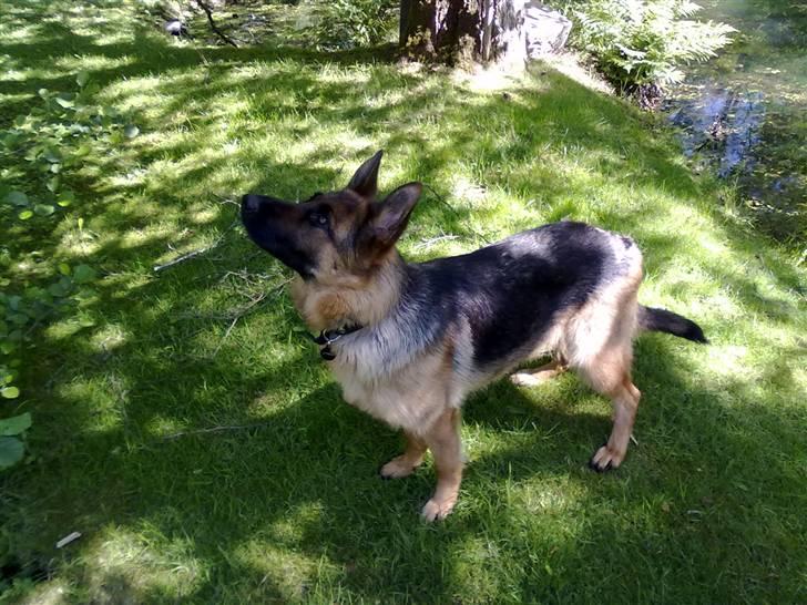 Schæferhund Ashja - Hvad mon Ashja kigger på? :-). billede 20