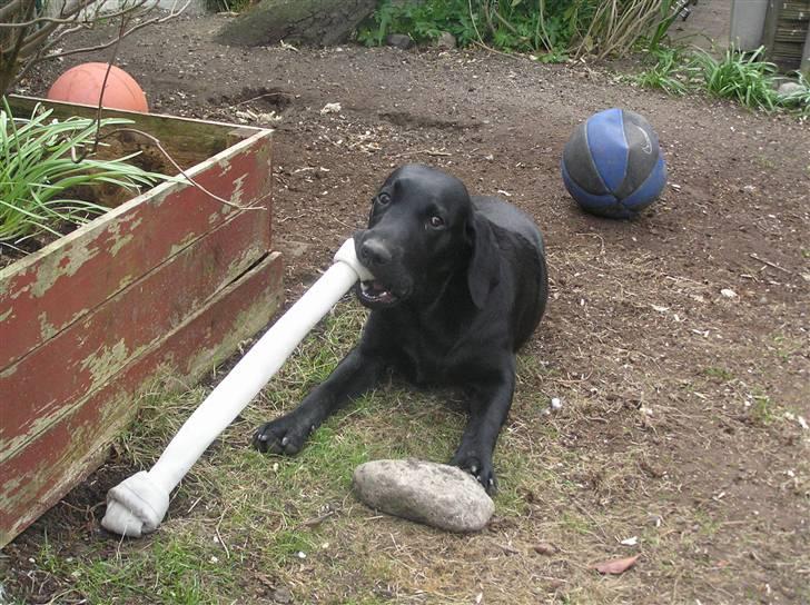 Labrador retriever Samson R.I.P billede 10