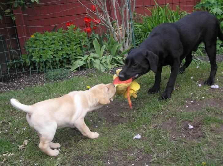 Labrador retriever Samson R.I.P billede 11