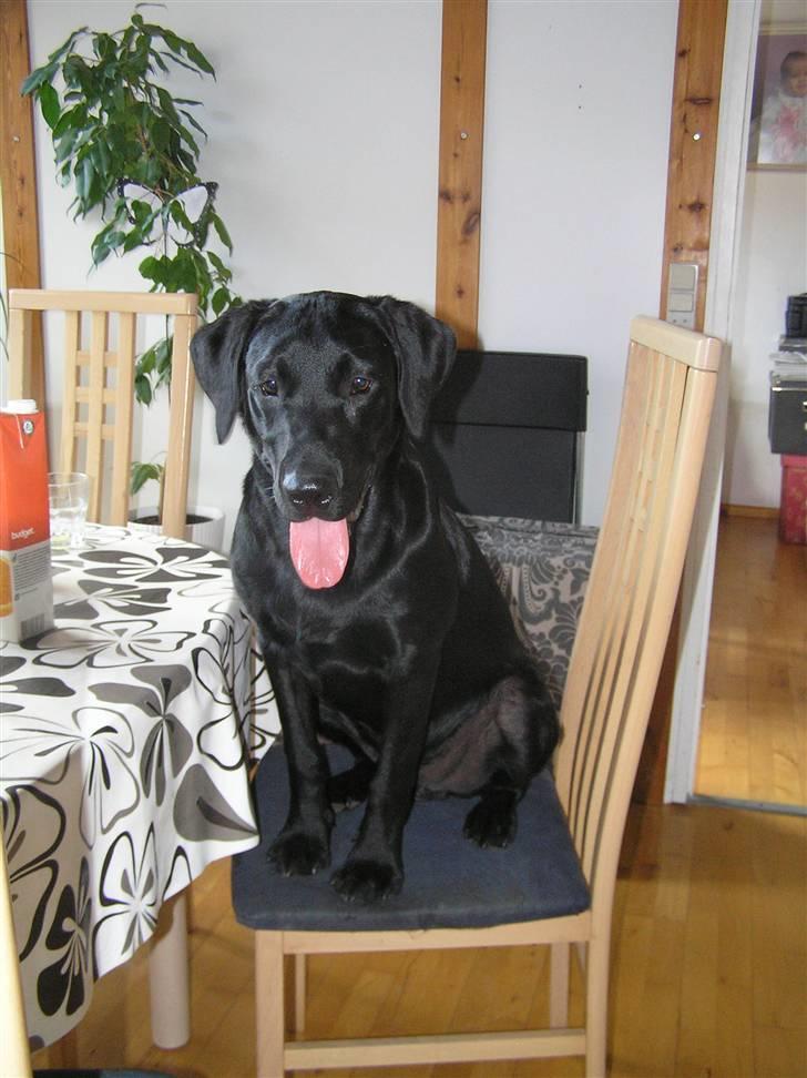 Labrador retriever Samson R.I.P billede 12