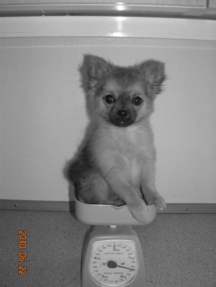 Blanding af racer Walter - stoooooor hund <3 billede 12