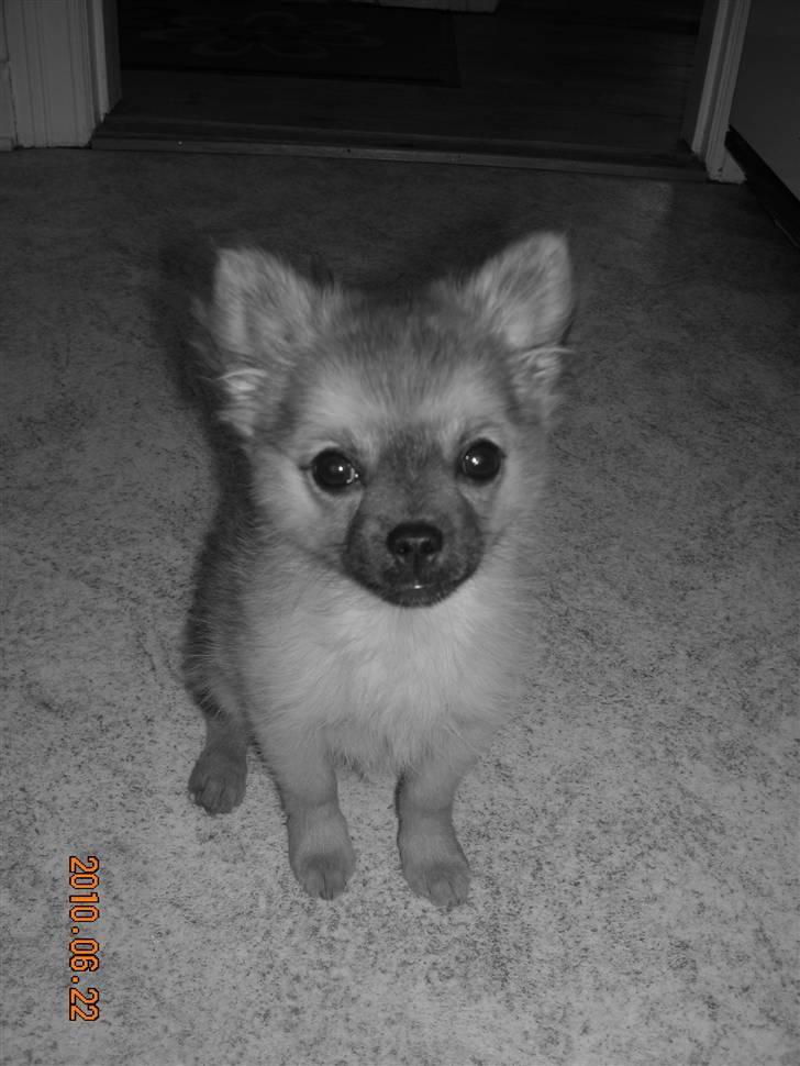 Blanding af racer Walter billede 13