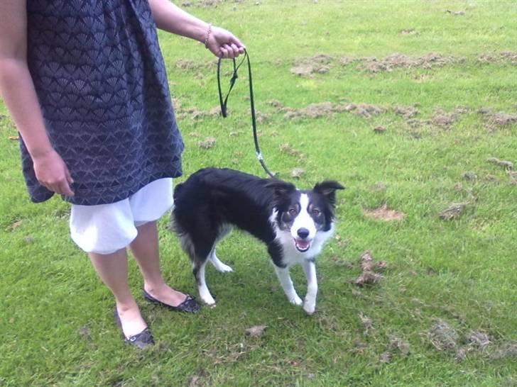 Border collie Zoe R.I.P tøs pigen billede 2