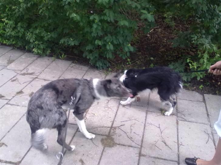 Border collie Zoe R.I.P tøs pigen billede 3