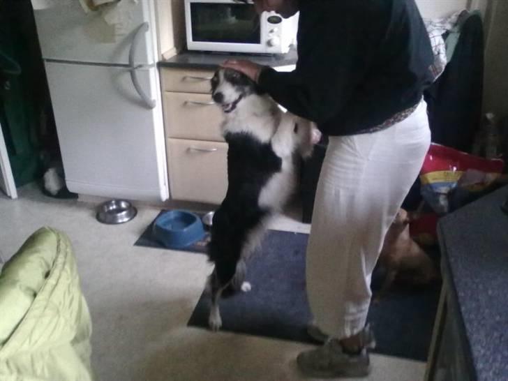Border collie Zoe R.I.P tøs pigen billede 6