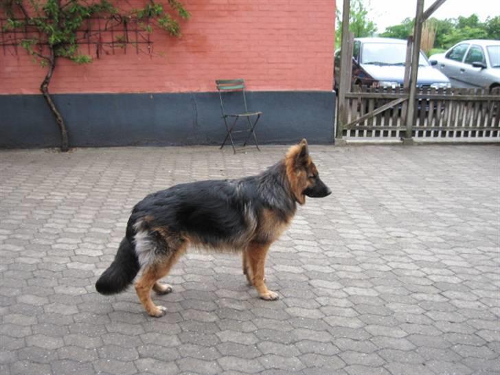 Schæferhund Team Marlboro Cille - og så det hele lidt fra siden af billede 15