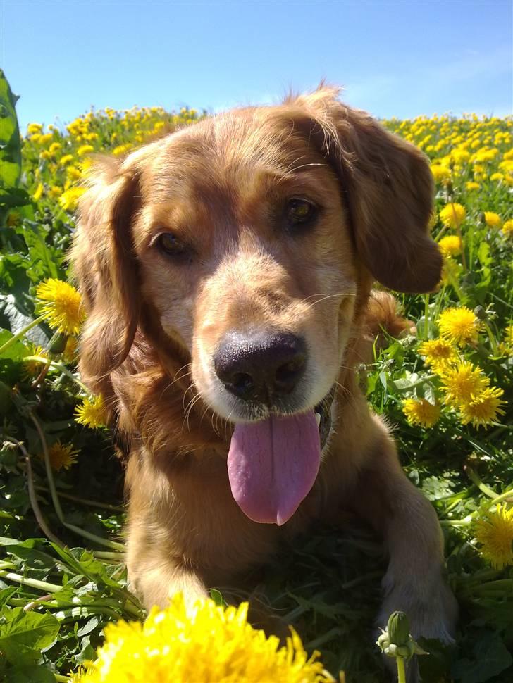 Golden retriever Tjapper - Foto: Isa Edelbo billede 4