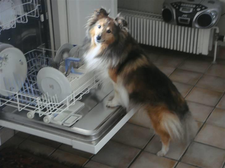 Shetland sheepdog Saphire - safir? du er altså opdaget xD IGEN :D billede 12