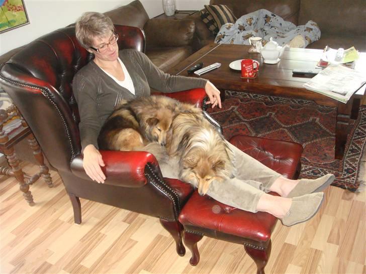 Shetland sheepdog Saphire - når begge hunde vil være hos mor...PÅ SAMME TID xD billede 13