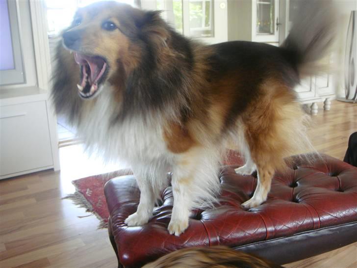 Shetland sheepdog Saphire - pas på! farlig farlig...øh vuffer xD billede 14