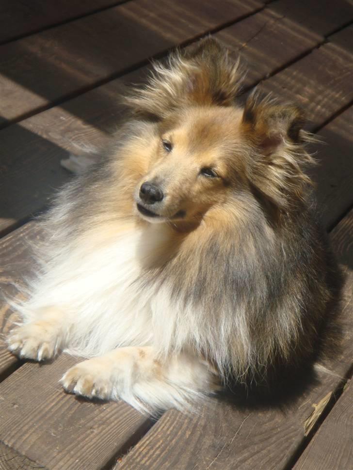 Shetland sheepdog Saphire - nyder solen :) billede 15