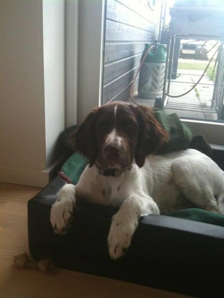 Tysk wachtelhund Niko - Niko billede 1