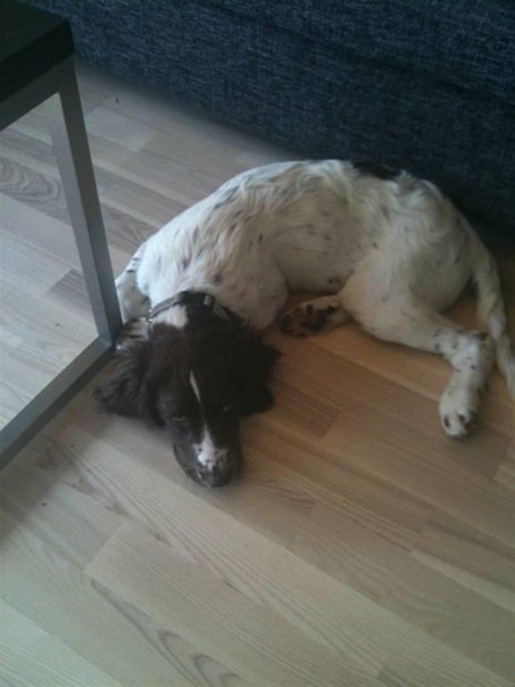 Tysk wachtelhund Niko billede 2