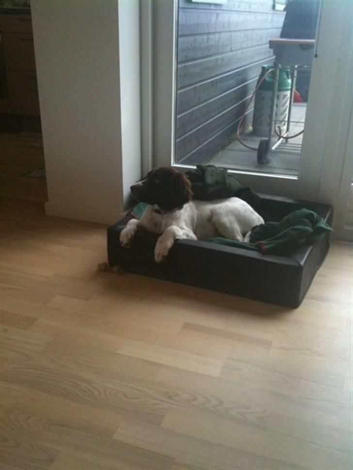 Tysk wachtelhund Niko billede 3