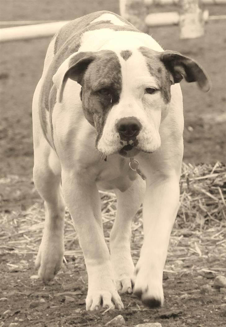 Amerikansk bulldog Doller - Doller <3 billede 2