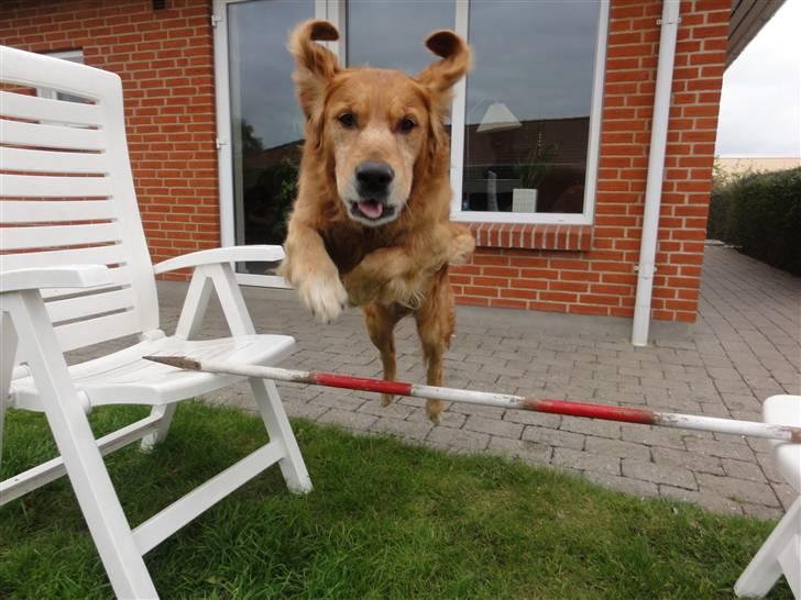 Golden retriever Tjapper - Foto: Isa Edelbo billede 7