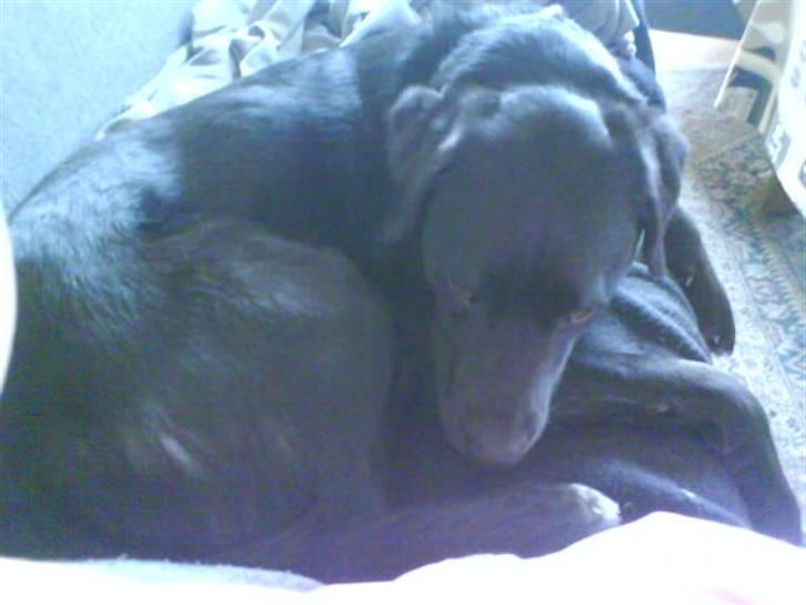 Blanding af racer Charlie - AAAHHH...Nu er jeg træt godnat billede 2