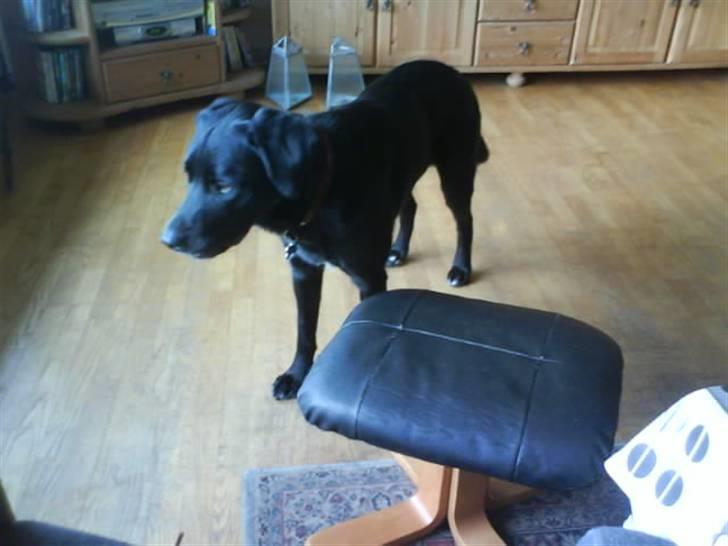 Blanding af racer Charlie - Kan du også se det Camilla...Lige der ude billede 3