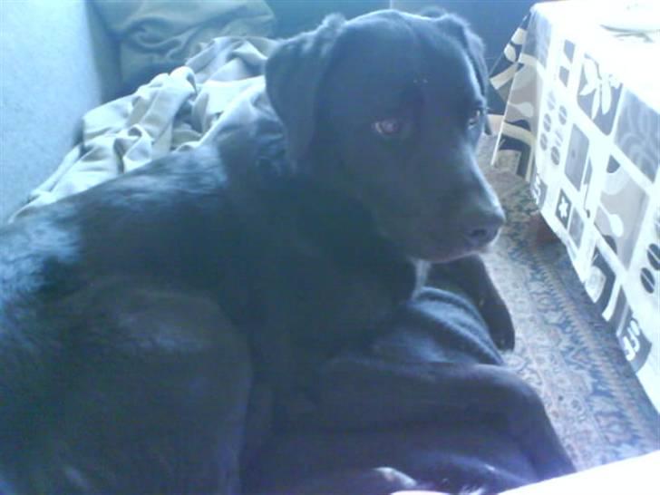 Blanding af racer Charlie - Hvad var det??? billede 4