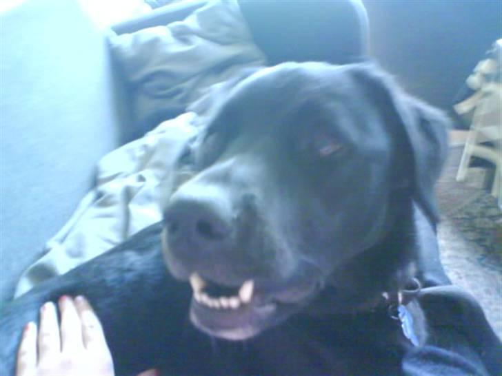 Blanding af racer Charlie - HEHEHE det var sjovt billede 5