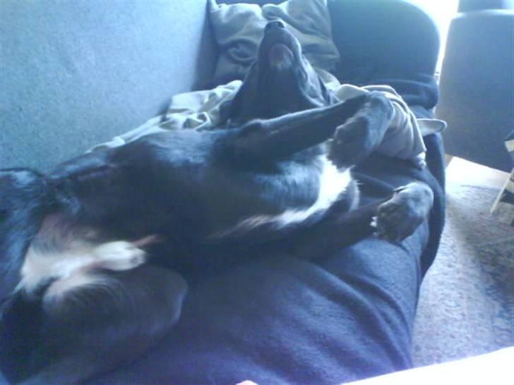 Blanding af racer Charlie - Klø nu Camilla lige der på maven billede 6