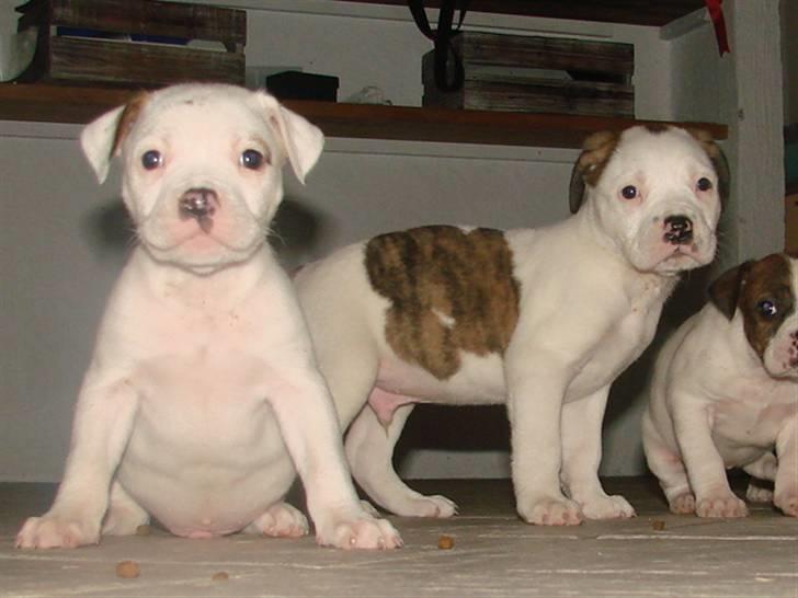 Amerikansk bulldog Doller - dollers de søde baby´er<33 billede 3