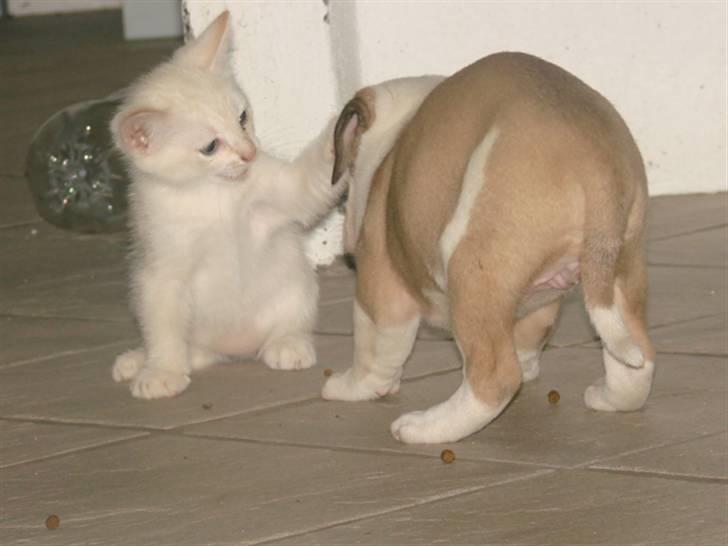 Amerikansk bulldog Doller - så sødt <3 billede 4