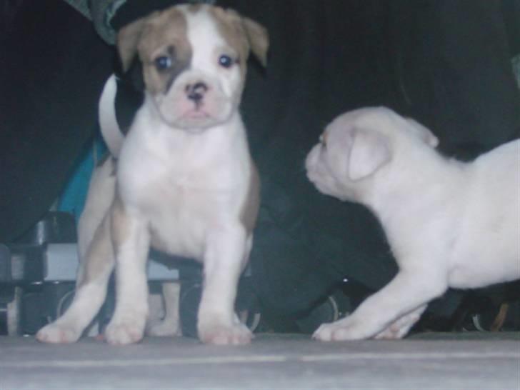 Amerikansk bulldog Doller - <3 billede 5