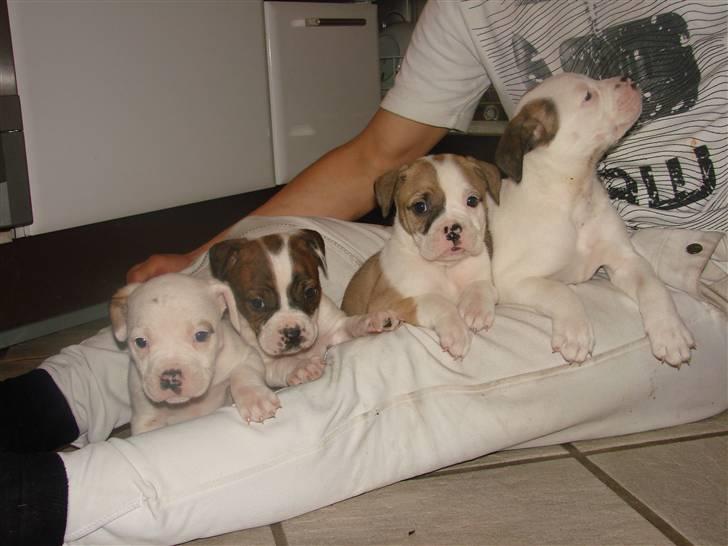 Amerikansk bulldog Doller - de perfekte hvalpe<3 billede 6