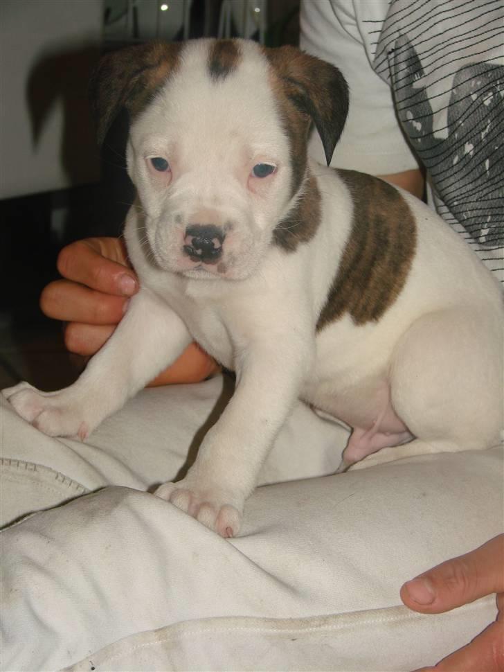 Amerikansk bulldog Doller - <33 billede 7