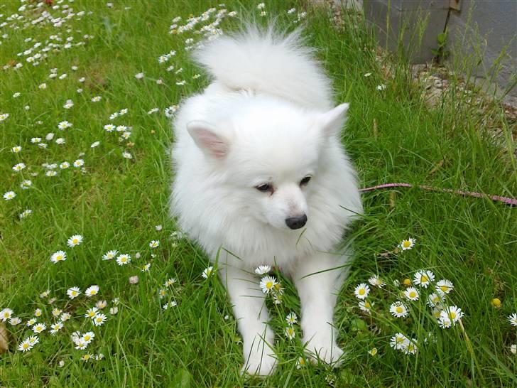 Volpino italiano Chulo - NYT! Hygge i haven. billede 16