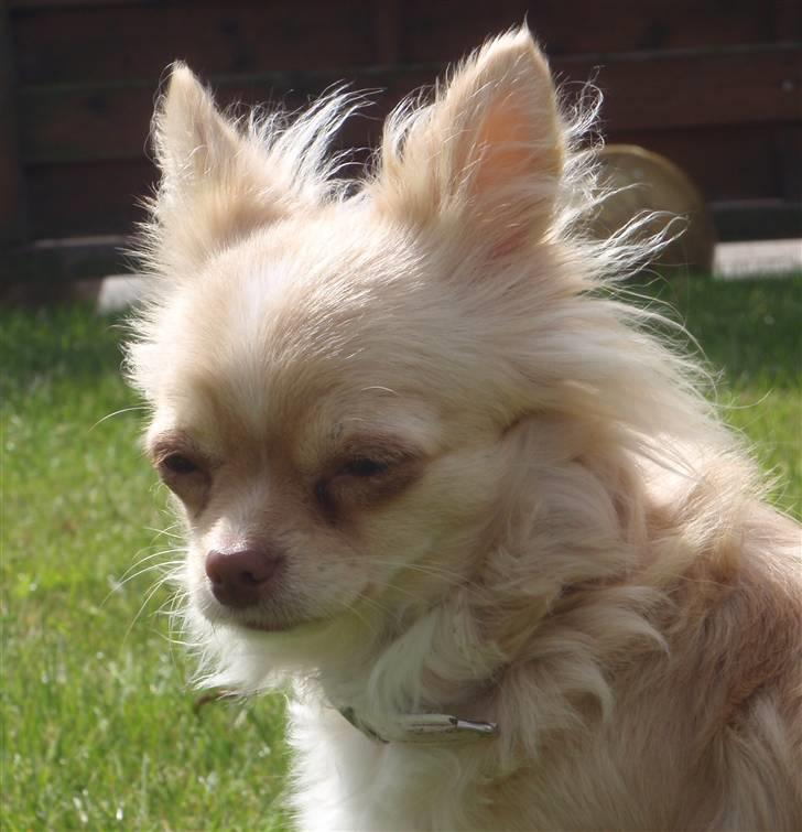 Chihuahua Rødebro´s Mitzi *DKCH - DECH* billede 15