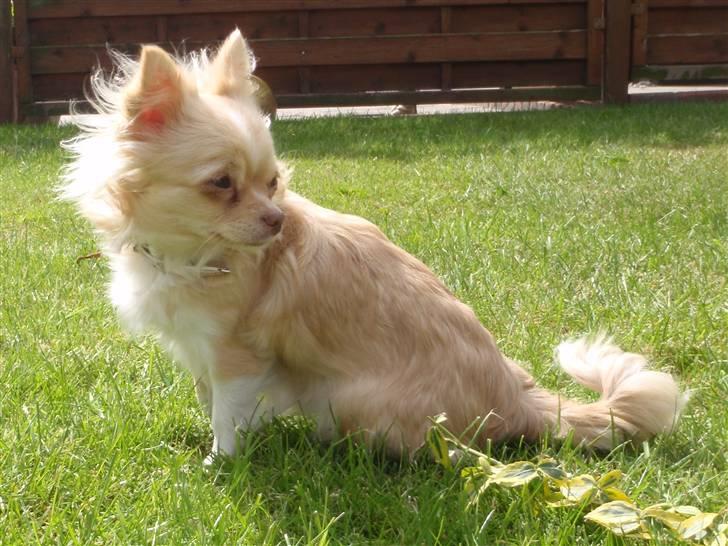 Chihuahua Rødebro´s Mitzi *DKCH - DECH* billede 16