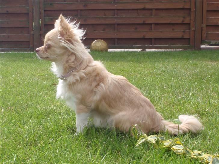 Chihuahua Rødebro´s Mitzi *DKCH - DECH* - Holder udkig....... er der mon nogen der skal have et lille bjef med på vejen?? billede 17