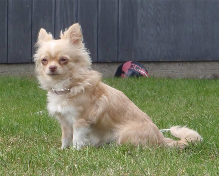 Chihuahua Rødebro´s Mitzi *DKCH - DECH* billede 18