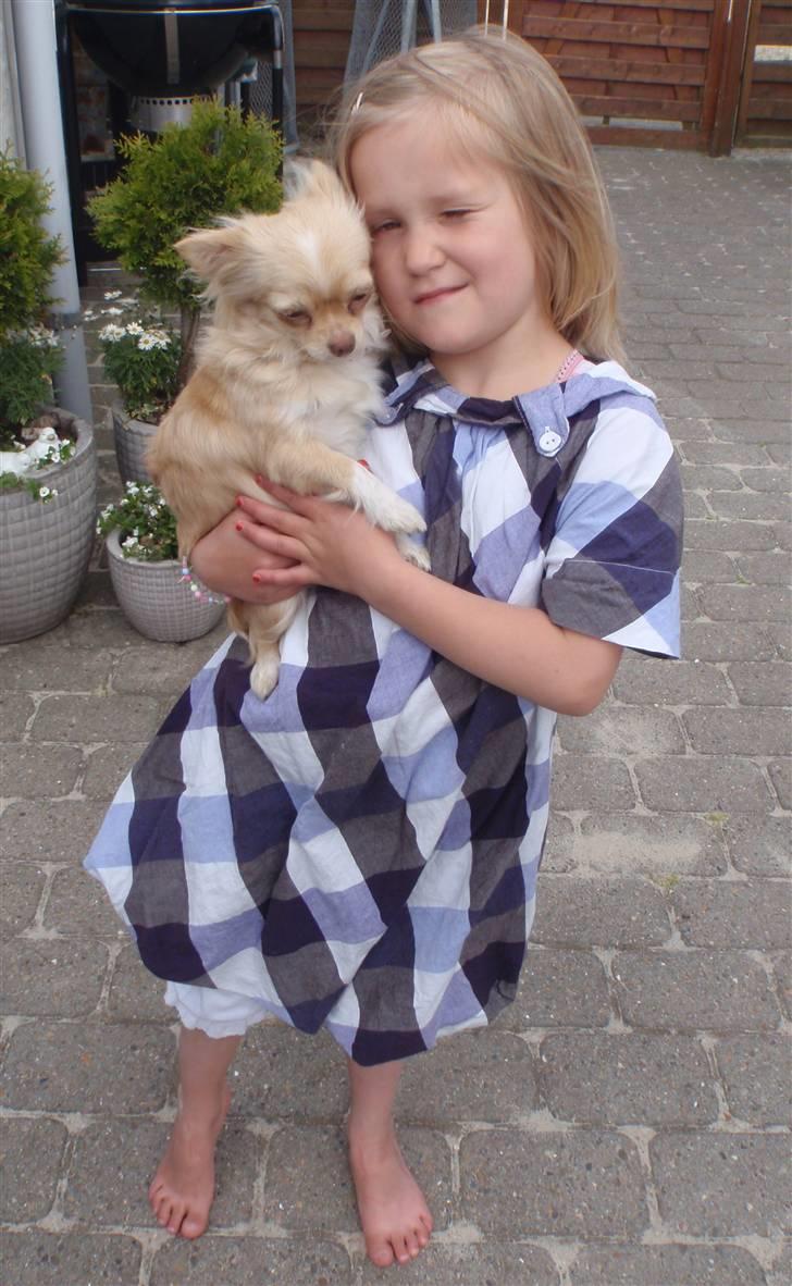 Chihuahua Rødebro´s Mitzi *DKCH - DECH* - Mitzi og Julie billede 19