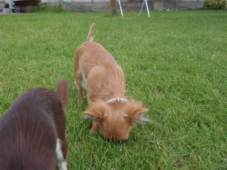 Chihuahua Aslan be my dream *udstationeret* - uhmm der dufter godt lige her!! billede 13