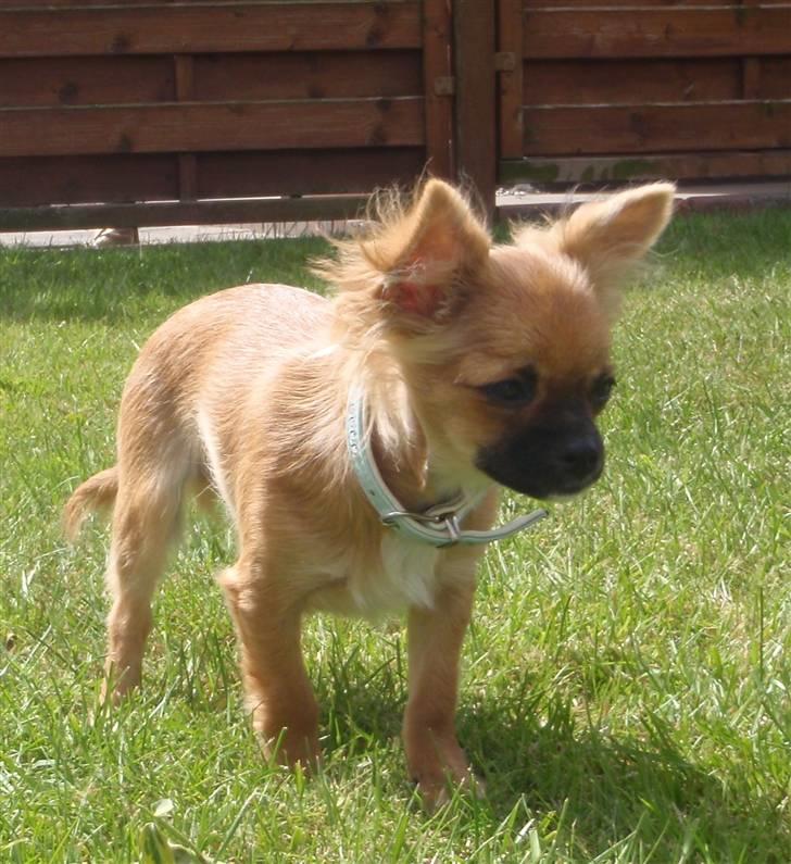 Chihuahua Aslan be my dream *udstationeret* - Aslan 5 mdr. billede 14