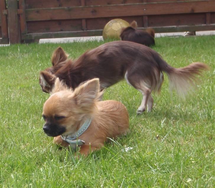 Chihuahua Aslan be my dream *udstationeret* - Aslan nyder solen 5 mdr. billede 15