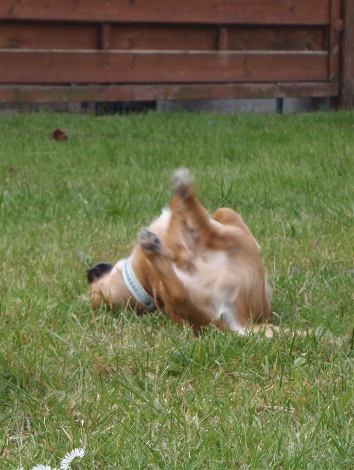 Chihuahua Aslan be my dream *udstationeret* - Uhmm en go´ duft, den snupper vi!! billede 16